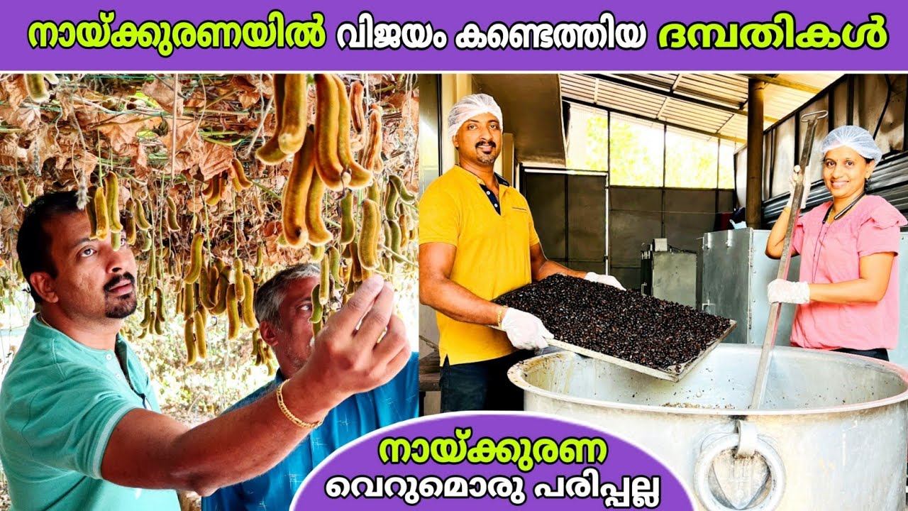തൊട്ടാൽ ചൊറിയുന്ന നായ്ക്കുരണയിൽ വിജയം കണ്ടെത്തിയ ദമ്പതികൾ😍 | velvet bean processing | fz rover