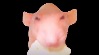 Rat Hypnosis