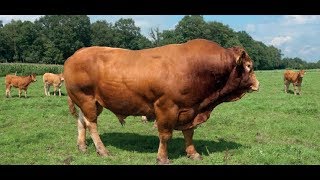 Bull breeding experts give Bull Framing Tips – KAGRC |part 2|