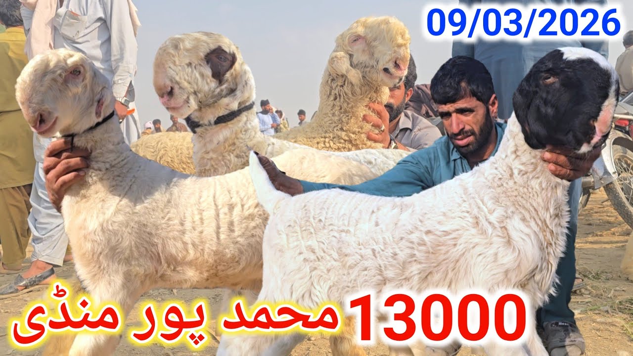 9 March 2026 محمد پور منڈی کا جائزہ لیں پیر کے دن پاکستان کی سستی ترین منڈی لائیو ریٹ چیک کریں 