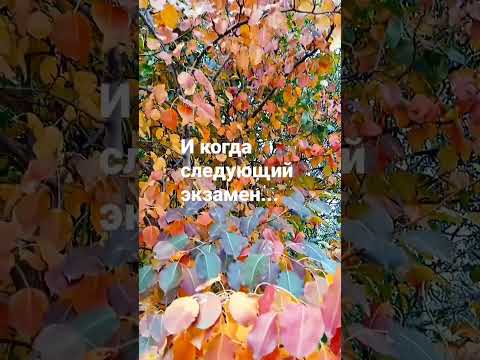 Школа Жизни... #shorts #смыслжизни #мысли