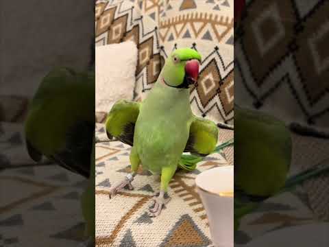 قول حبيبي كده كده كده