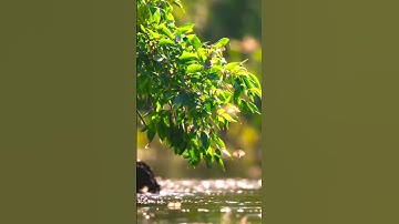 Morning Nature video | Natural shorts #shorts #nature #morning