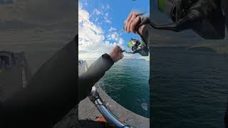 青物が釣れる瞬間 #釣り #タ釣ル #fishing #4K