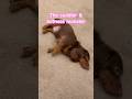 The feeling after a Space City LIVE 🫠 #spacecity #dachshund #couple #hotdog