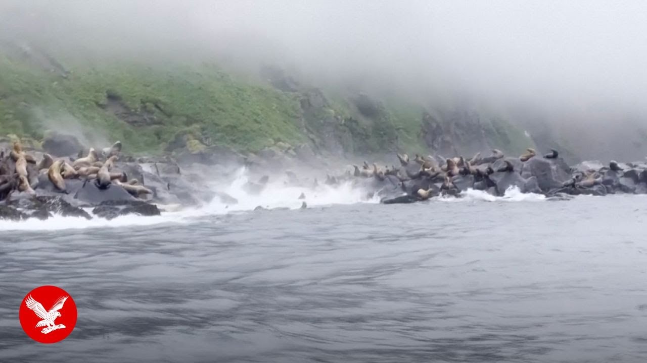 Panicked sea lions dive into water during huge Russia earthquake