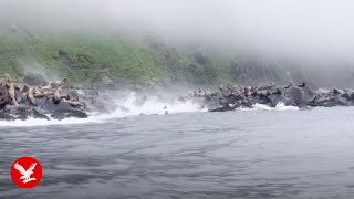 Panicked sea lions dive into water during huge Russia earthquake