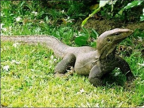 Penyelamatan Biawak