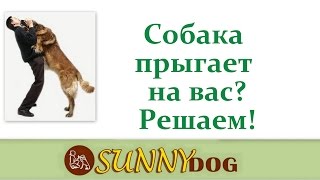 Собака прыгает на вас - ошибки дрессировки(Бесплатный курс по дрессировки = http://sunny.dog/ - пошаговые бесплатные уроки по дрессировке собаки! С помощью..., 2016-05-28T16:12:13.000Z)