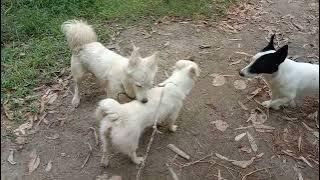 🐕😱First Time Meeting To Dogs |Dog Meeting Moments |AnimalsMeeting Video