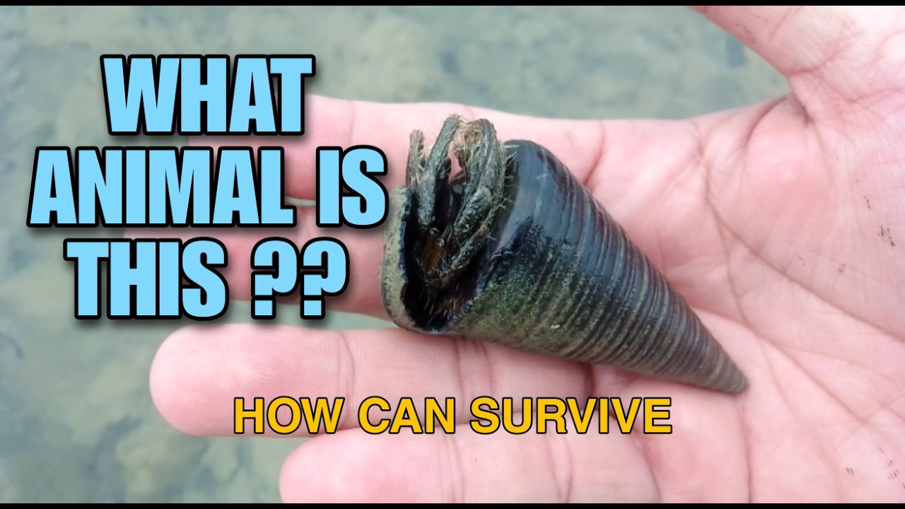 HUNTING AN UNIQUE ANIMAL LIKE A SHELL AT THE SEA - YouTube