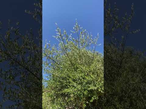 Video: Bome wat droogteagtige toestande hanteer - droogteverdraagsame bladwisselende bome en immergroen plante