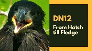 Decorah North Nest | DN12, from Hatch till Fledge! ~ 2020