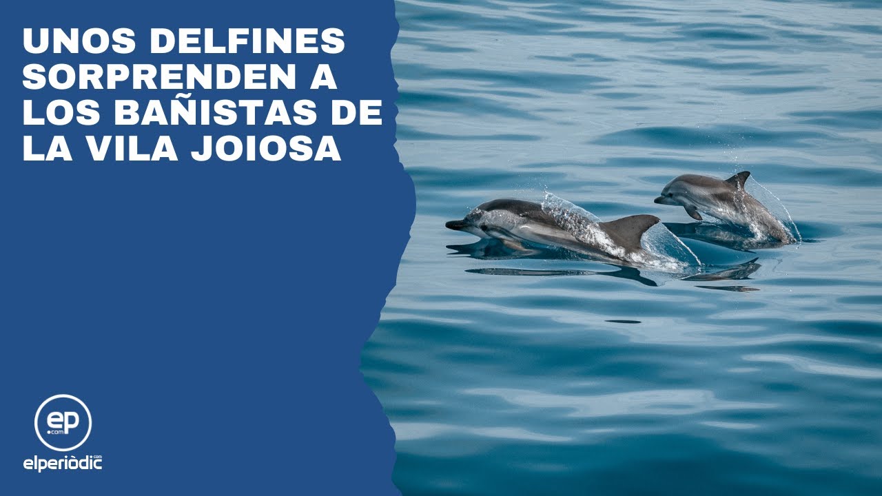 Unos delfines sorprenden a los bañistas de La Vila Joiosa