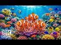 Ocean Wonders 8K HDR | Dolby Vision™ 🐠 Soothing Ocean Life & Relaxing Sounds