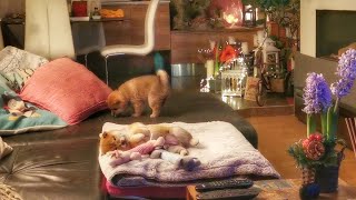 Christmas Piano Music with Live Puppy Background