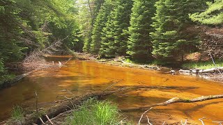 Fishing Big Murphy Creek in Michigan