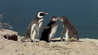 Magellanic Penguins  (With Narration)