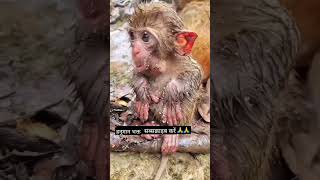 Sad Monkey Short Video वयरल 