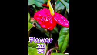 How to say Flower in Korean flower learnkorean epstopik korean flower hangul hangul