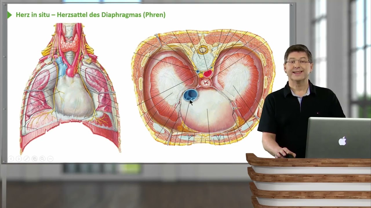 Herz: Herz – in situ Lage, Herzflächen & Vasa publica – 1 — Transcript