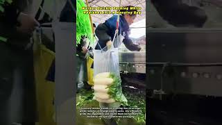 Worker Quickly Packing White Radishes Into A Hanging Bag