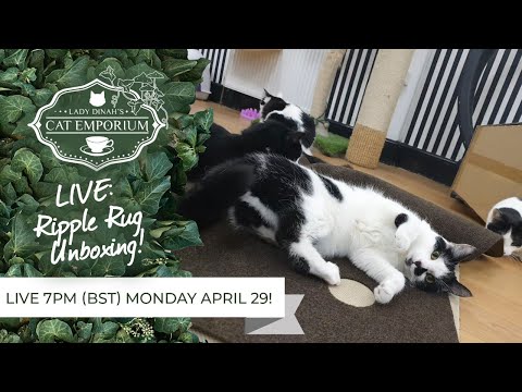 cats inn LIVE: Unboxing our new Ripple Rug