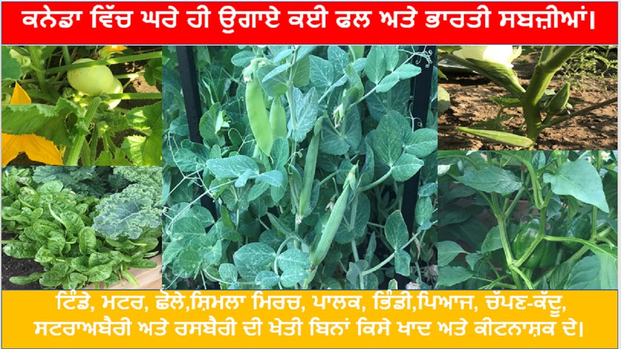 Indian Vegetables And Fruits In Backyard Garden In Canada Gardening indian-vegetables-and-fruits-in-backyard-garden-in-canada-gardening
