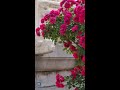 Discover Beijing | Encounter romance of Beijing's summer