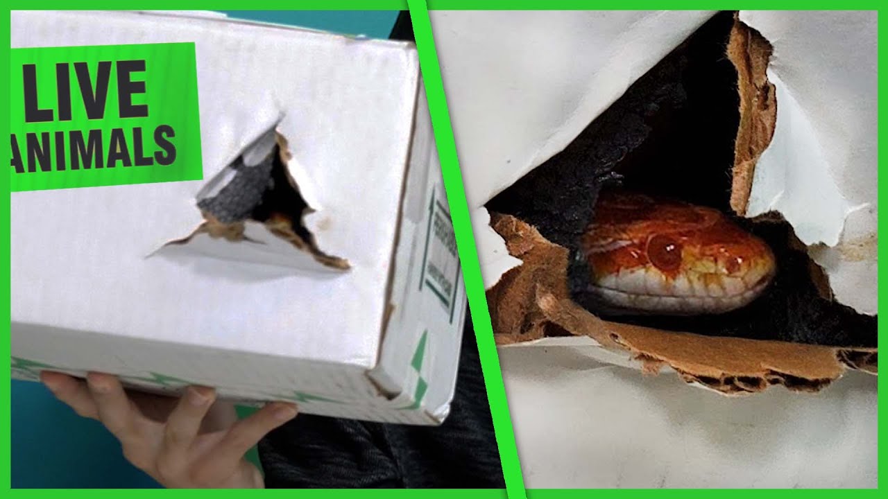 This Corn Snake Almost Escaped While Being Shipped