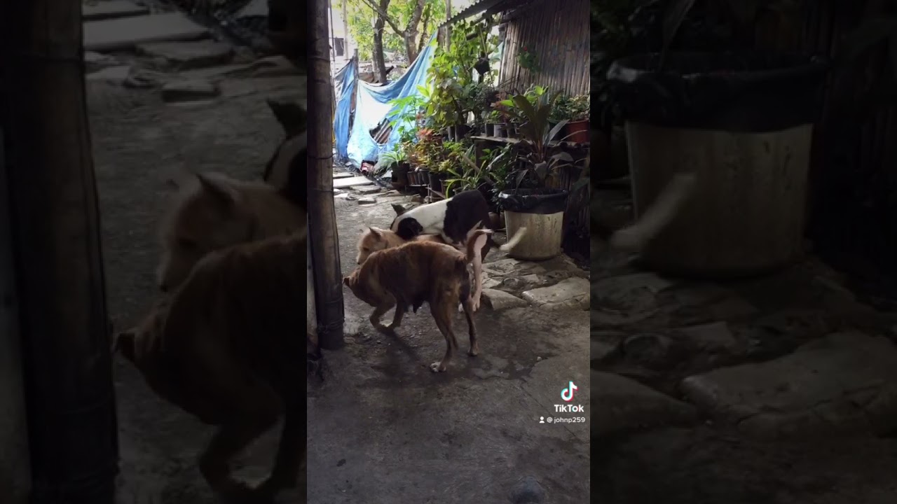 PATIKIM CHALLENGE DAW 😂