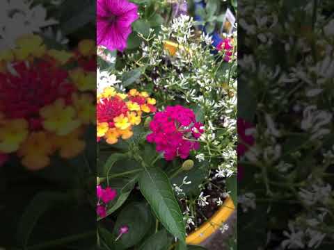 Video: Should I Deadhead A Lantana - Kedy a ako Deadhead Lantana Flowers