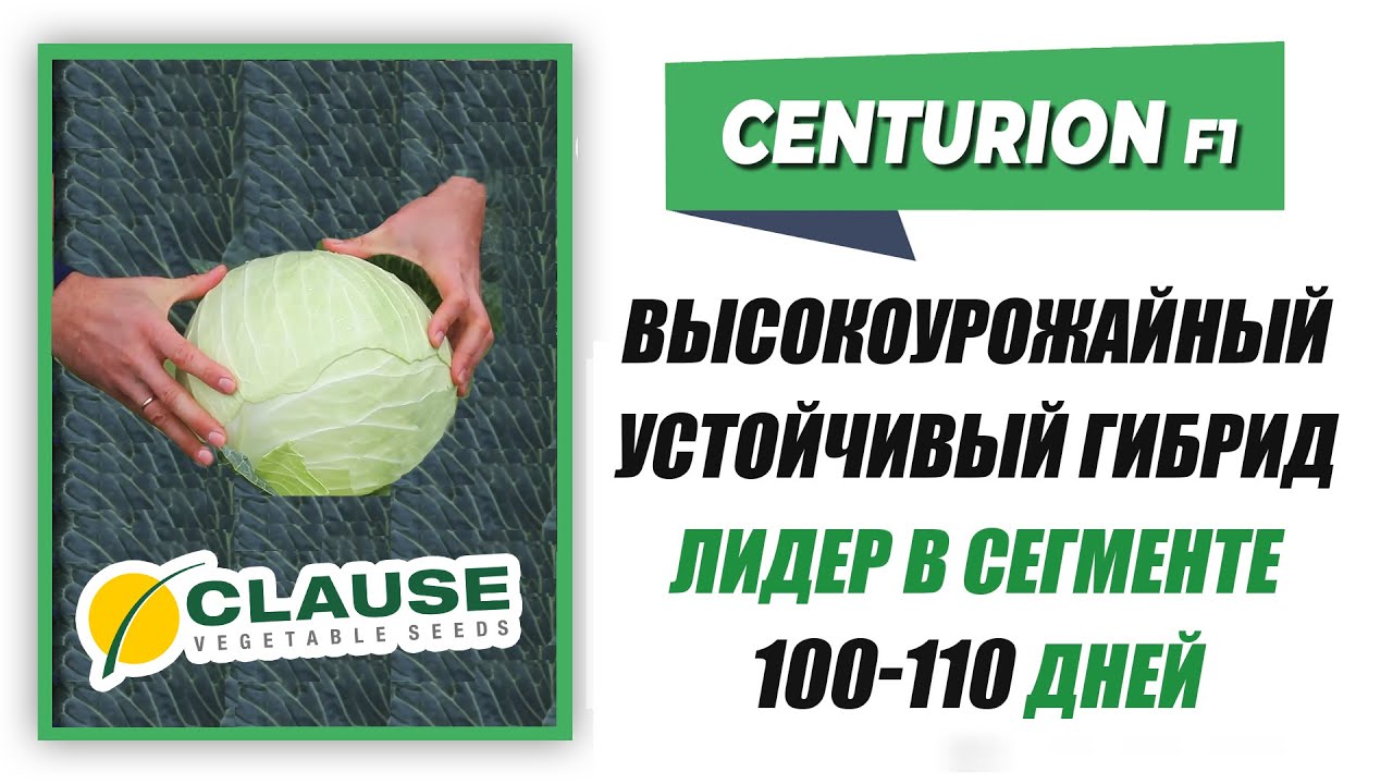 Капуста Центурион F1 - устойчивый высокоурожайный гибрид. Лидер в сегменте 100-110 дней.