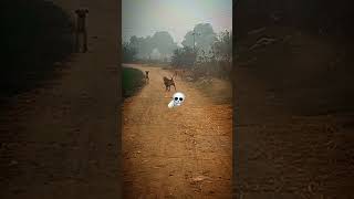 Pittbull Attacking Mode On