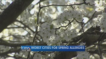 Gesundheit! Austin jumps 14 spots on worst allergy list