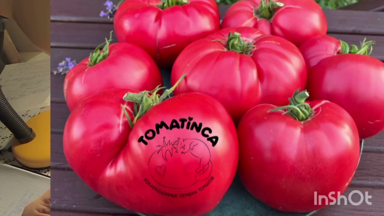 Гномы выбрала! Новое письмо💌 Последний Утёнок 🍅😁