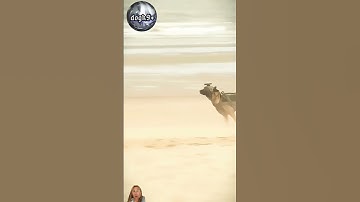 Amazing dog #military #pilot  #k9 #training  #shaolinkungfu