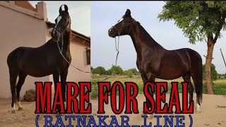 Download Lagu MARE FOR SEAL RATNAKAR LINE#SHORTS#HORSEFORSEAL MP3