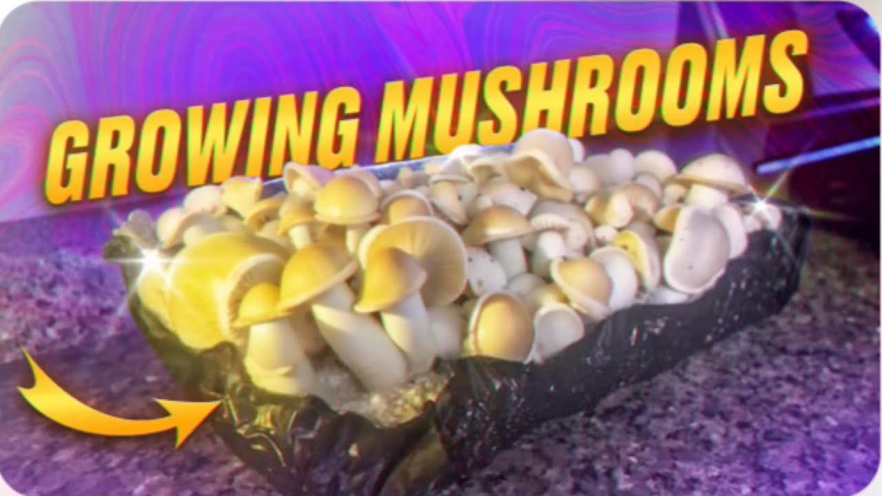 Growing Mushrooms: I love APE’s 🦍