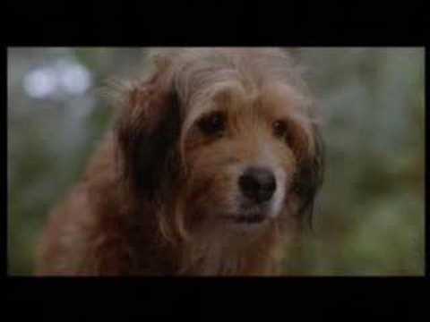 Benji Movie Dog Breed