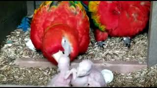 Freshly Hatched Chicks of Scarlet Macaw for Adoption | Best Offer Required by Nadia Pets Global 44 views 2 years ago 27 seconds