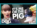 Can a Pig Be Trained? | It's Me or The Dog
