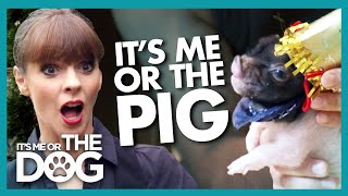 Can a Pig Be Trained? | It's Me or The Dog