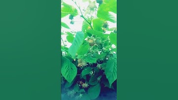 القرآن الكريم #اكسبلور #القزابري #الرحمن #nature #love #المصحف #تصويري