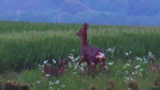 A barn owl, deer, a hare and sunset at Bempton Cliffs