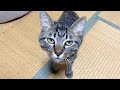 子猫を保護して4ヶ月が経ちました…もう限界です…