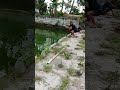 fishing for sambera fish until I was swept away #shorts