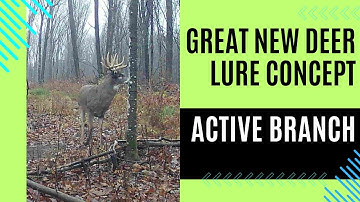 Active branch - New deer lure concept for scrapes