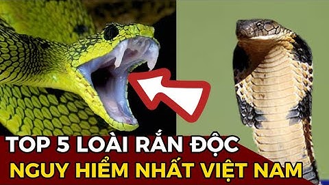 Top 5 loài rắn ‘ĐỘC NHẤT VIỆT NAM’ bạn cần phải trách xa || Thế giới động vật