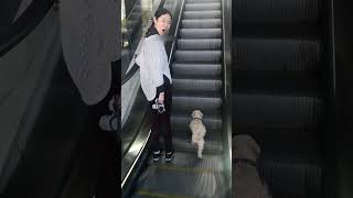 Dog take escalator  #dog #moodle  #eggie